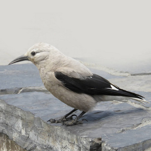 s Nutcracker bird from the crow  corvid family in Lake Louise