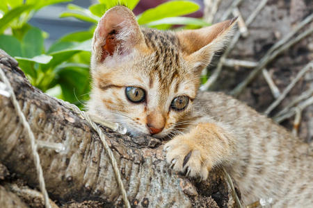 泰国小猫咪图片