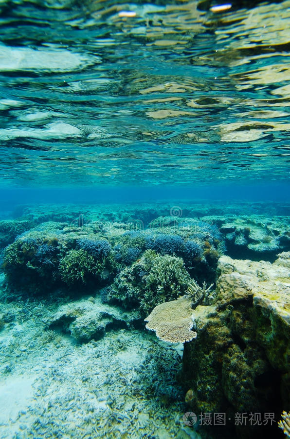 下载小样发票合同问题/举报章鱼海员鱼群从海底水下礁石景观小丑鱼礁