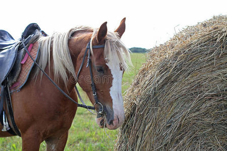 棕色斑点的马在吃干草，站在一堆草旁边