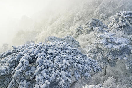 黄山雪