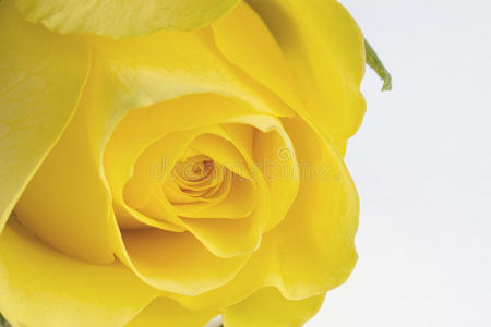 黄玫瑰特写图片