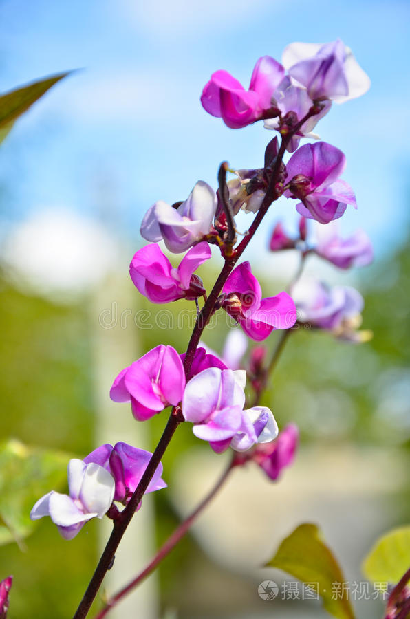 开花的枝豆照片 正版商用图片1523q1 摄图新视界