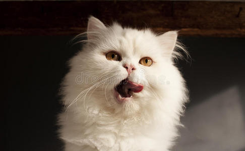 简笔画猫嘴图片