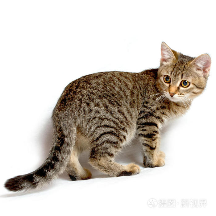 灰色斑纹小猫