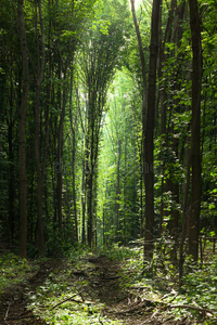 树干 野生动物 夏天 射线 风景 早晨 闪耀 树林 人行道