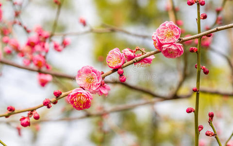 春暖花开图片