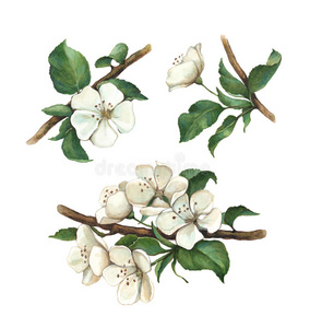 水彩的苹果图片