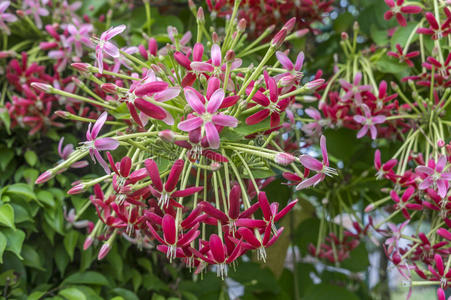 金银花或仰光爬山虎图片