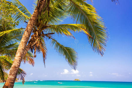 棕榈树和加勒比海