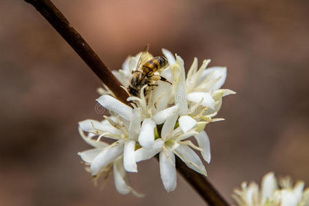 蜜蜂花