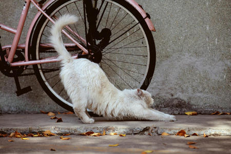 伸懒腰的外国白猫图片