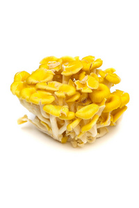 黄蚝菇平菇