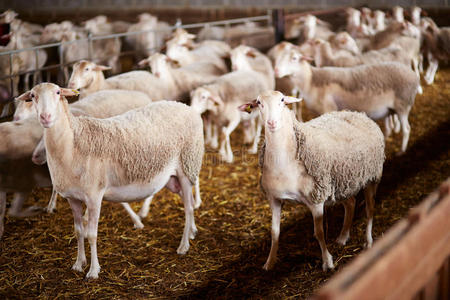 农场里可爱的羊图片