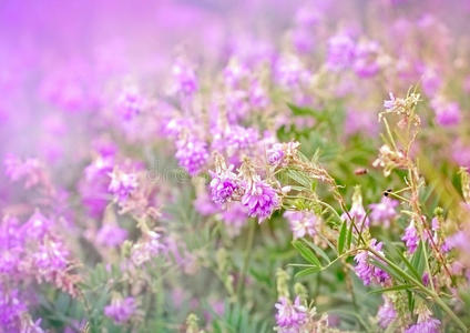 紫色草地花