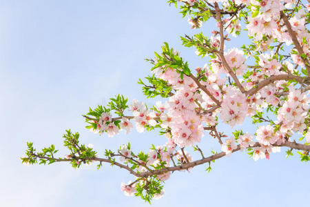 樱花樱花枝图片