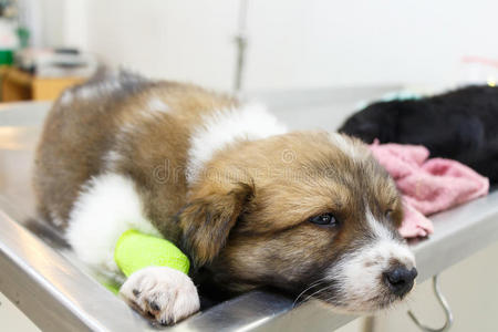 动物 静脉注射 医疗保健 宠物 小狗 诊断 诊所 流体 幼犬