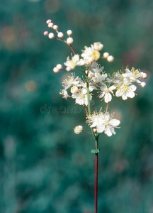 白花菜图片