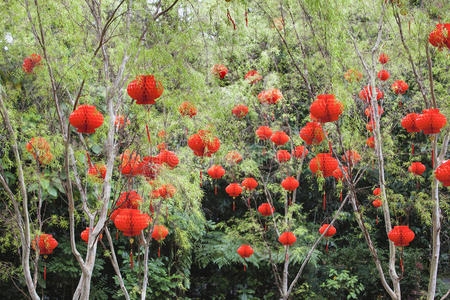挂在树上的中国红灯笼照片