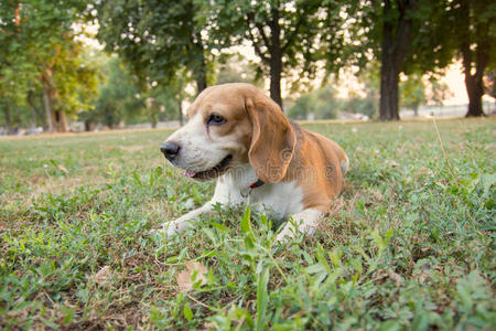 小猎犬躺在公园的草地上