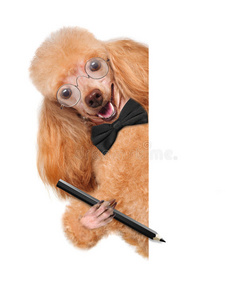 带眼镜和铅笔的狗