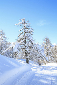 山中雪景