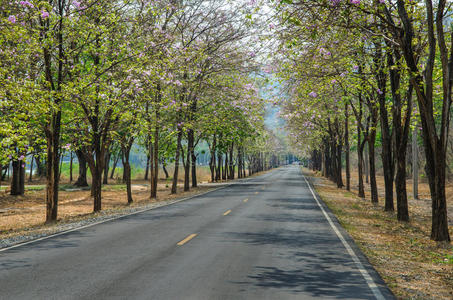 森林中的道路