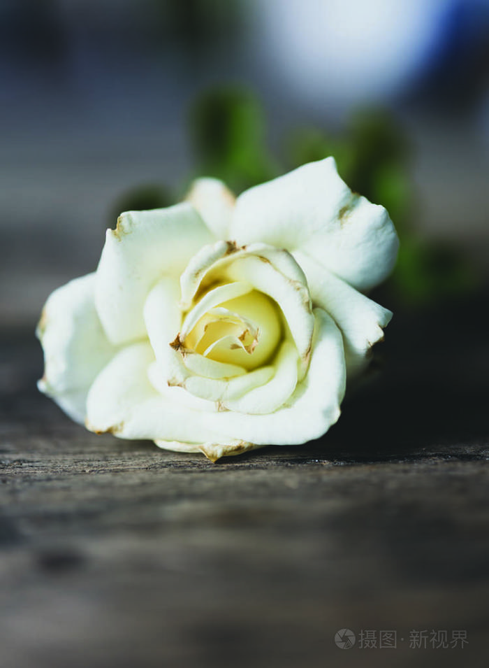 美丽的干白玫瑰粗糙的木制背景直到生命