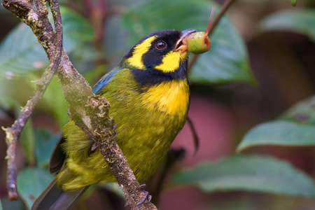 金环鸟,金环鸟,金环鸟照片