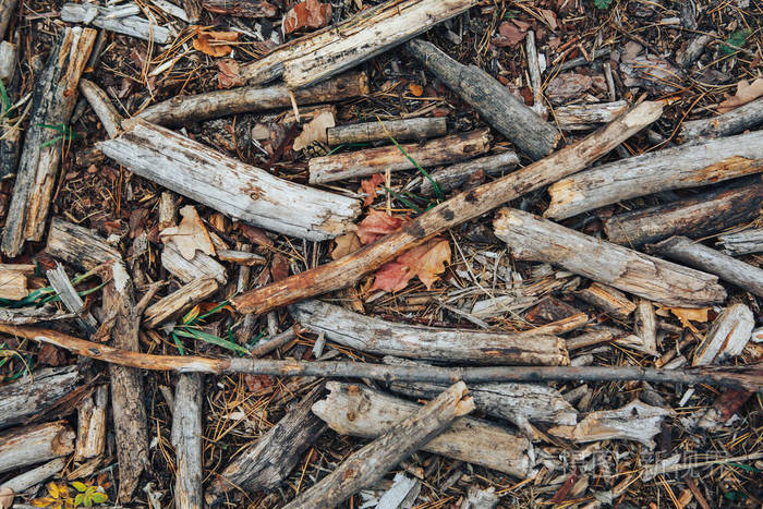 地上干燥的树枝