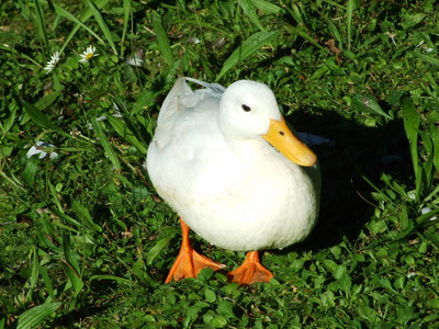 草地上的白鸭子