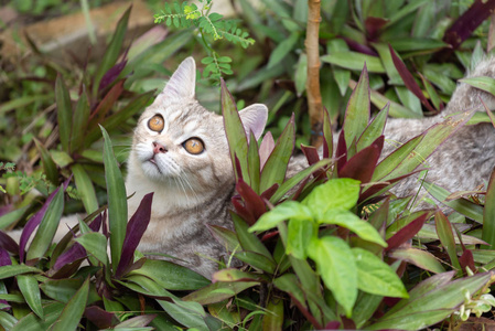 可爱的可爱的小猫，漂亮的黄眼睛在花园户外寻找鸟