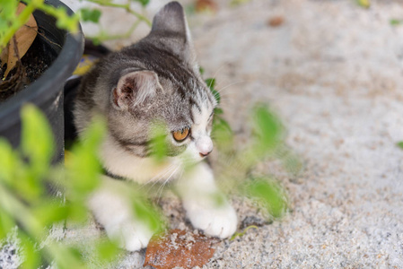 可爱的可爱的小猫，美丽的黄色眼睛，白色的沙子，花园户外