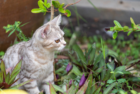 可爱的可爱的小猫，漂亮的黄眼睛在花园户外寻找鸟