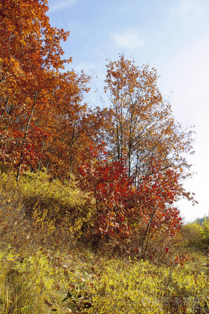 公园里美丽的秋树和灌木丛秋天的红黄树在秋天的一天被太阳照亮落叶