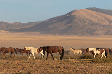 犹他州沙漠中的野马