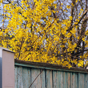 黄色的树在春天开花。 开花的树靠近