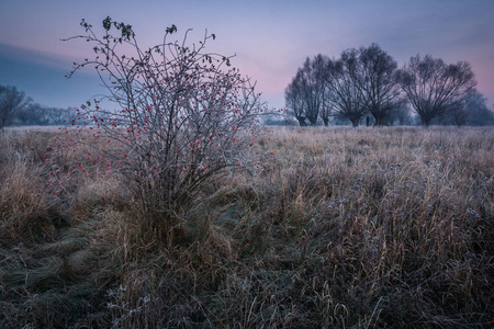 草地上霜冻的早晨