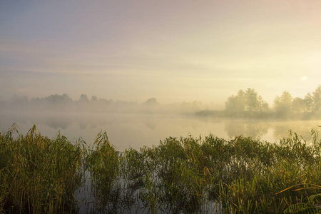 雾蒙蒙的早晨在湖边。 雾中的黎明。 芦苇和植物在前景。 平静的秋景。