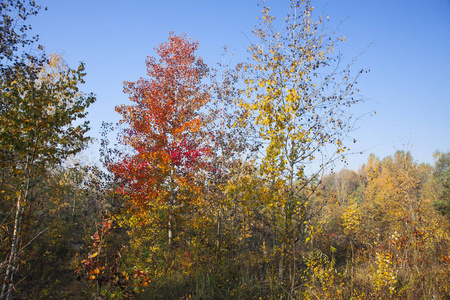 森林里美丽的秋树和灌木丛。 森林的边缘有美丽的金色和红色的树木，阳光照耀着明亮的蓝天。