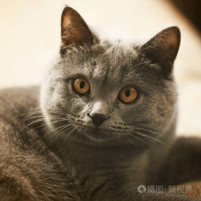 漂亮的灰猫. 可爱的动物