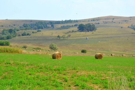 收割时间。 罗马尼亚特兰西瓦尼亚平原的典型乡村景观。 阳光明媚的仲夏的绿色景观