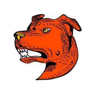 蚀刻风格的插图，一个愤怒的美国斯塔福德郡的猎犬Amstaffery或Staffie的头部，一个中等大小的短涂层狗品种，在刮板划痕