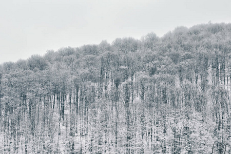 山上有雪的森林。 冬季景观