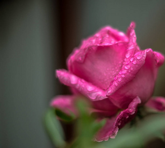 雨后花园里长满玫瑰的灌木丛