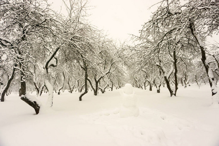 冬季景观。 雪地里的树。 城市公园。 苹果园