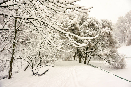 冬季景观。 雪地里的树。 城市公园。 长凳。