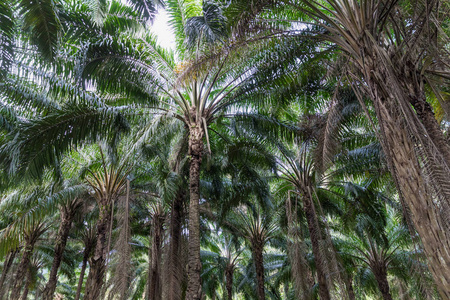非洲油棕非洲油棕种植园,泰国大豆或澳门脂肪照片