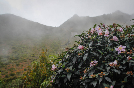 山茶花在山的背景上开着粉红色的花