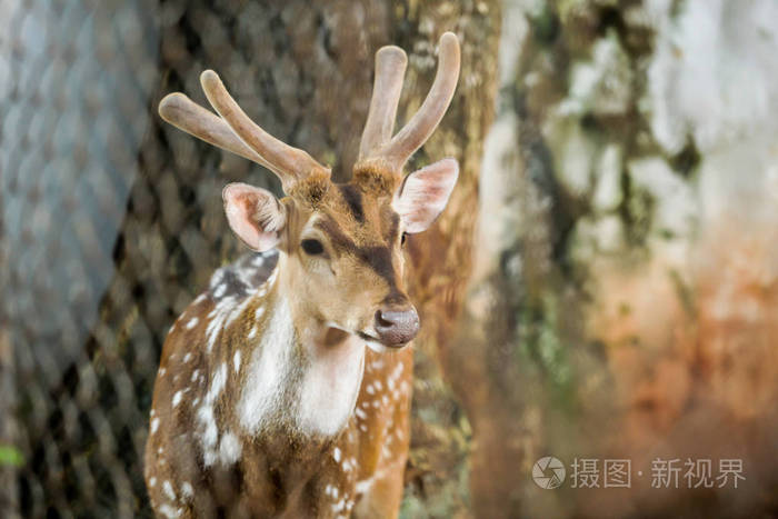 动物 Chital Cheetal斑点鹿轴鹿 是一种原产于印度次大陆的鹿 鹿角只存在于雄性身上 背侧部分是金黄色到红色的 覆照片 正版商用图片153fk3 摄图新视界